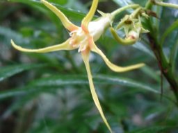 Strophanthus speciosus flower